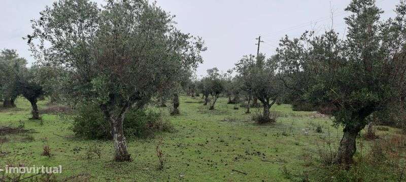 Olival tradicional a produzir boa azeitonas para azeite Alentejano - Grande imagem: 4/6