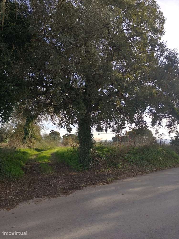 Terreno com 4300m² em Arzila - Grande imagem: 2/6