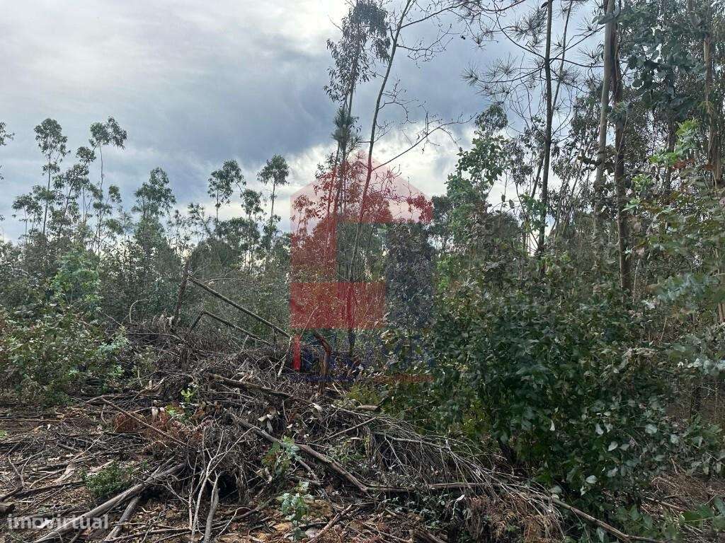 Terreno florestal de proteção - Grande imagem: 5/20