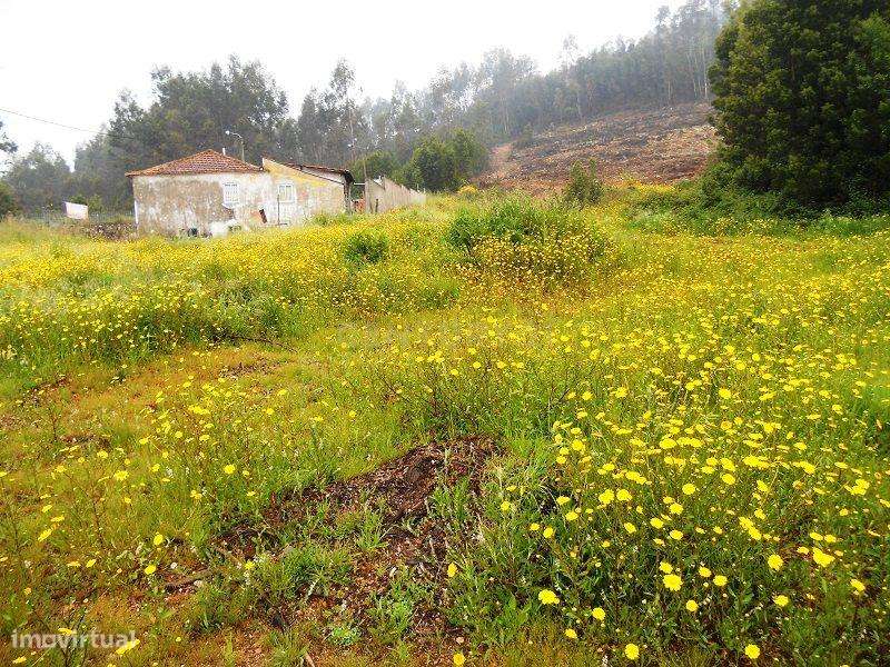 Terreno - Quinta Stª. Justa - Cultura e Pinhal - 6,98 ha - Valongo - Grande imagem: 5/12