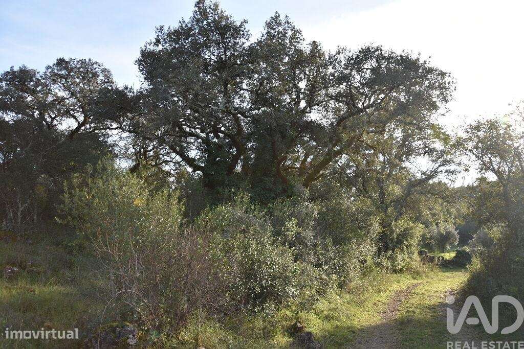 Terreno em Areias e Pias de 3400,00 m2 - Grande imagem: 3/17