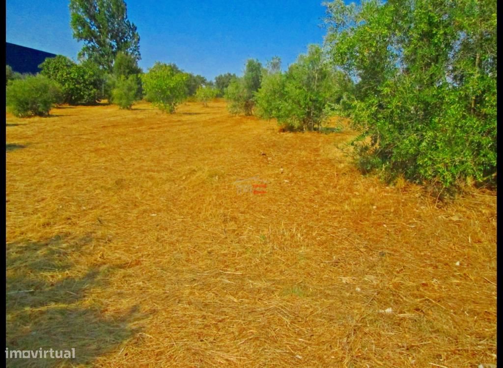 Terreno muito bem localizado para construção de armazém