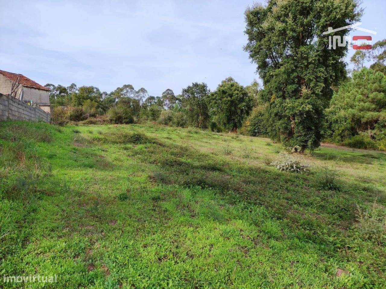 Terreno rústico com oliveiras. Possibilidade de construção. - Grande imagem: 2/4