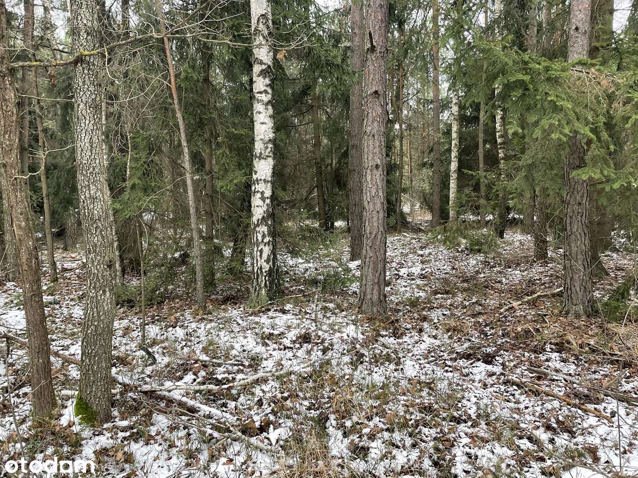 ELIASZUKI Dz o pow 4,4310 ha z własnym Puszczańskim Lasem BEZ SASIADÓW-9