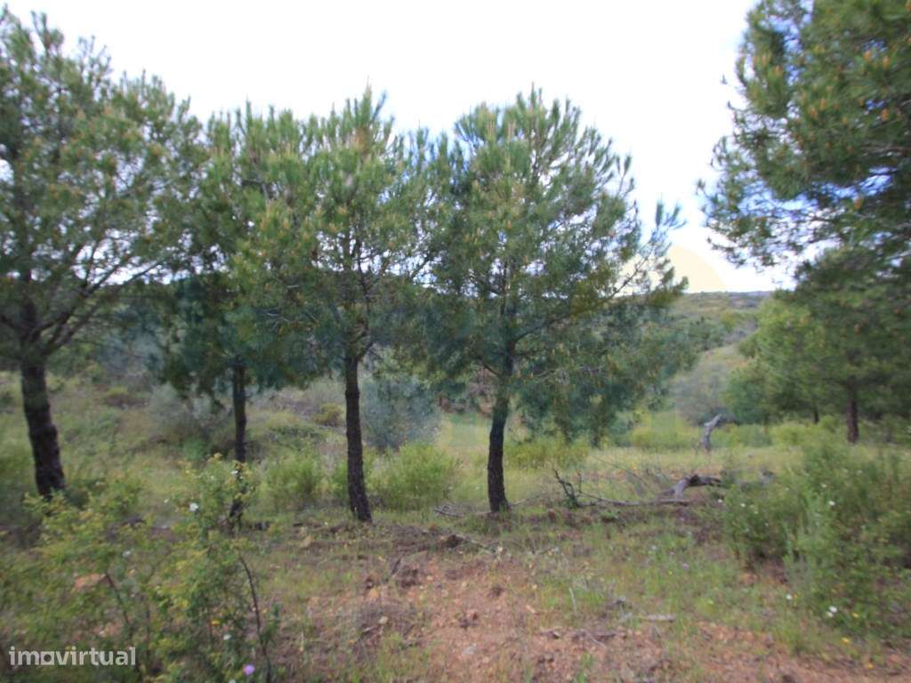 Terreno Rústico com 6.4 hectares no Azinhal, Castro Marim! - Grande imagem: 3/12