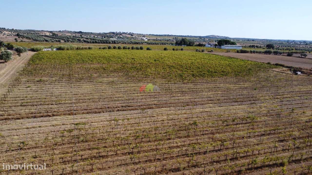 Quinta em Redondo com Monte e Vinha-11