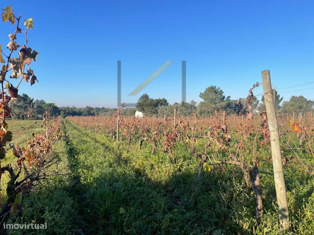 Terreno Rústico na Quinta do Anjo, Palmela - 9306 m² - Grande imagem: 3/6