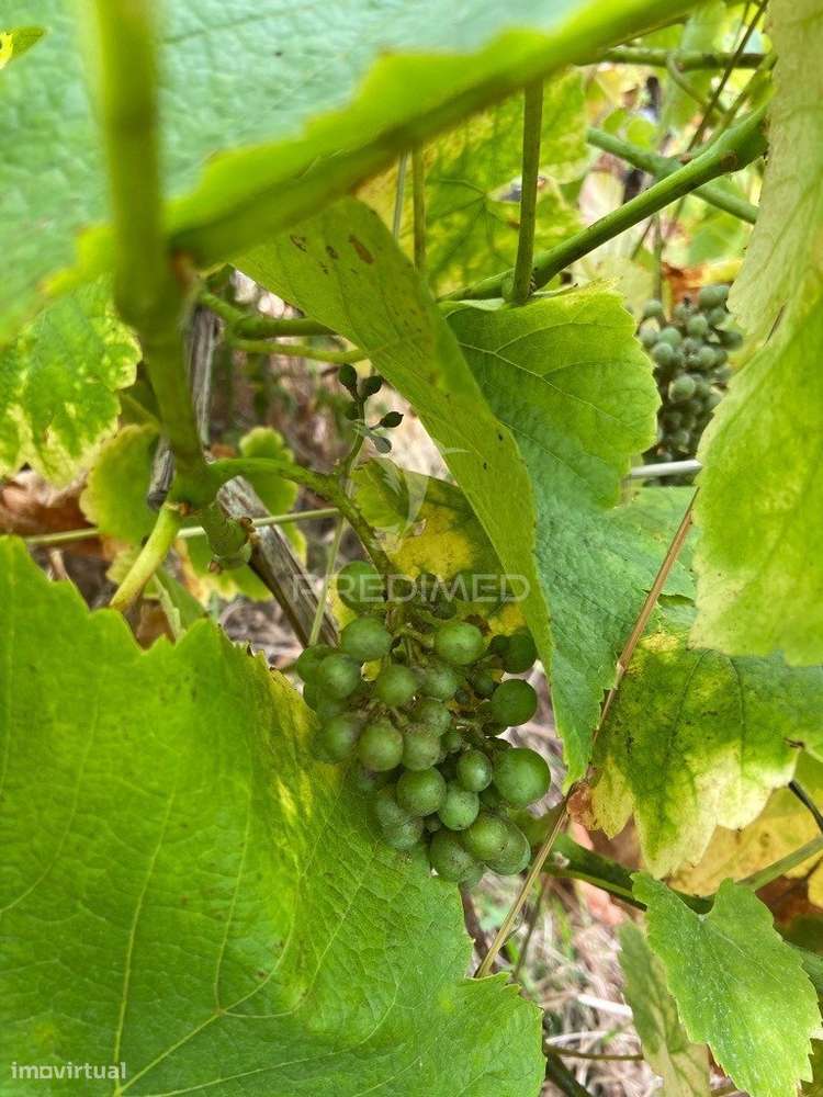 Moradia e palheiro em pedra com 2.770m2 de terreno no Arco da Calheta - Grande imagem: 4/9