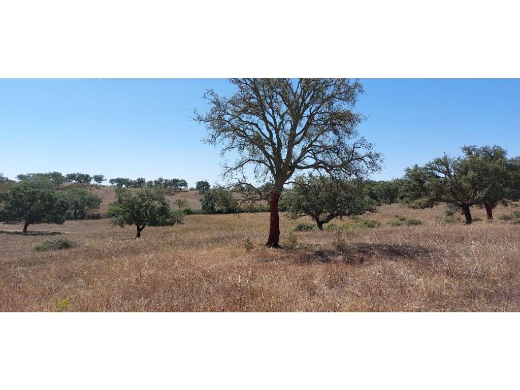 HERDADE 92 ha l Colos-47