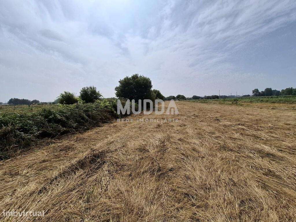 Terreno Rústico, Cacia, Aveiro - Grande imagem: 4/6