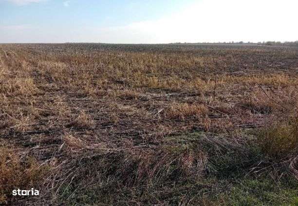 Teren extravilan, Loc Lehliu-Gara, Jud Calarasi - Imagine principală: 2/5