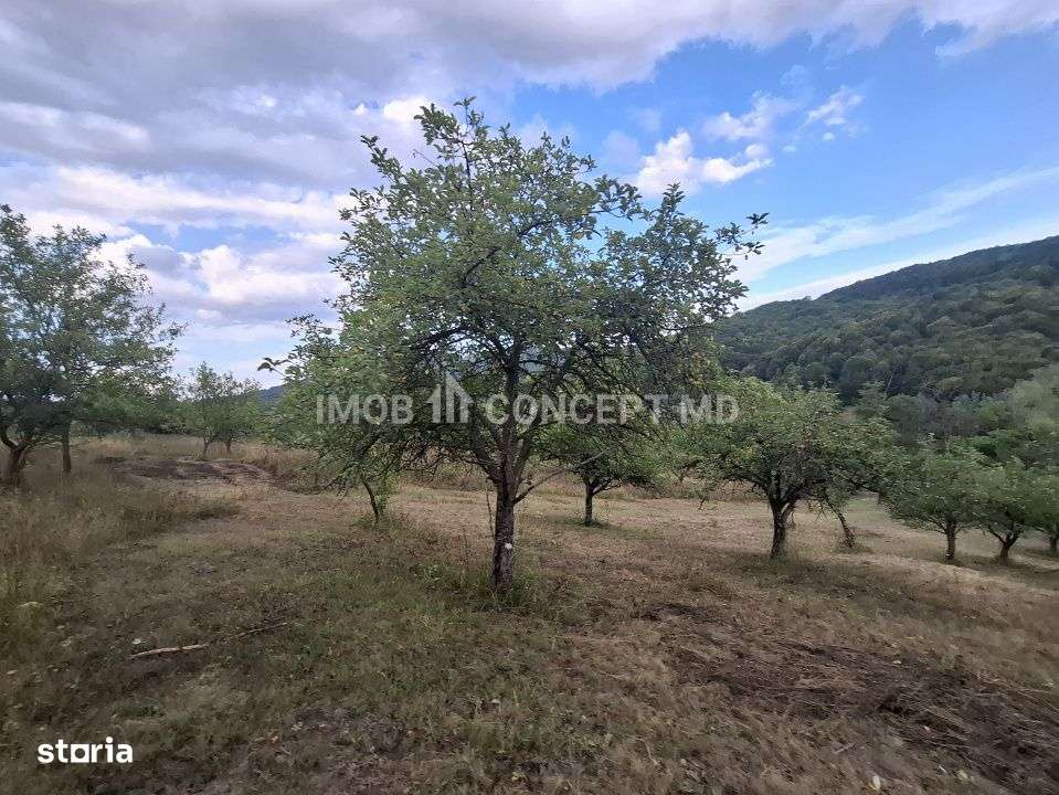 Teren spectaculos cu padure, livada si priveliste panoramica in Soimar-12