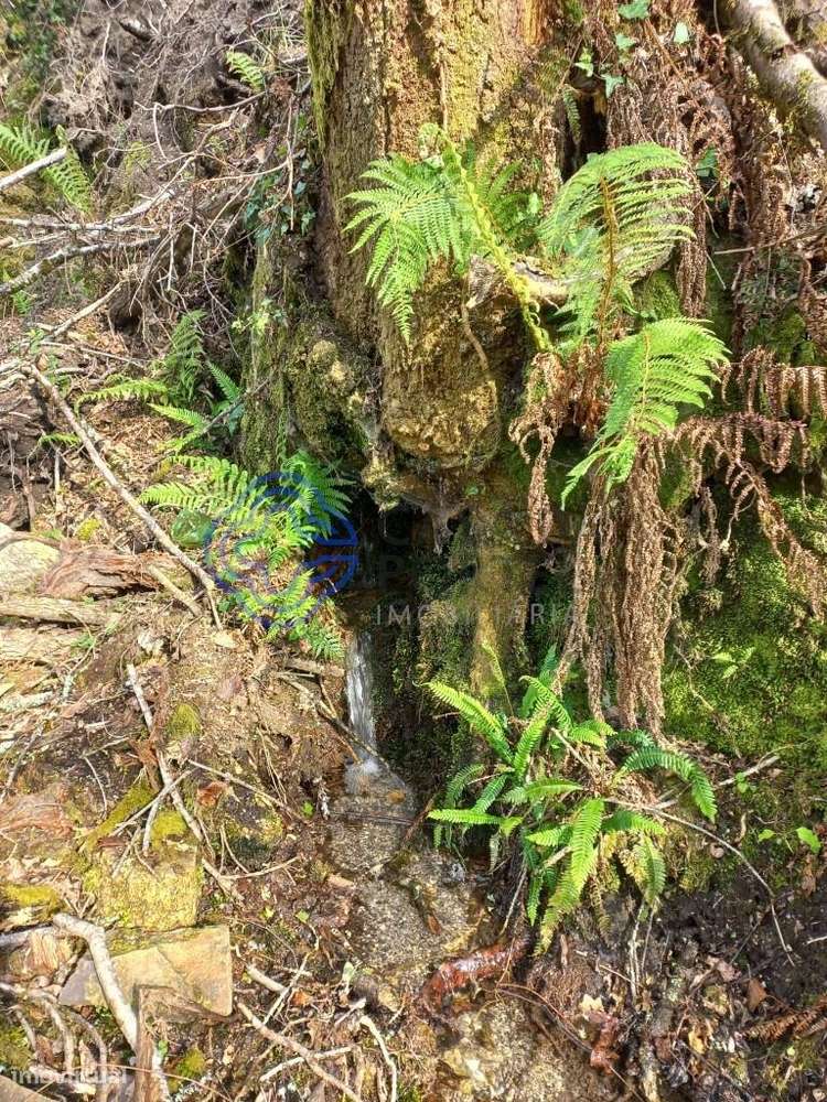 Terreno de 18.000 m2 em Chorense, Terras de Bouro - Braga - Grande imagem: 5/11