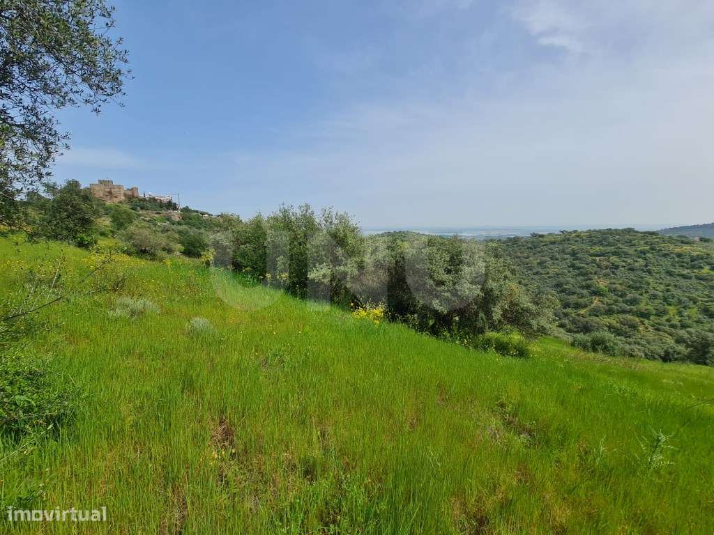 Terreno na Encosta do Castelo de Monsaraz-9