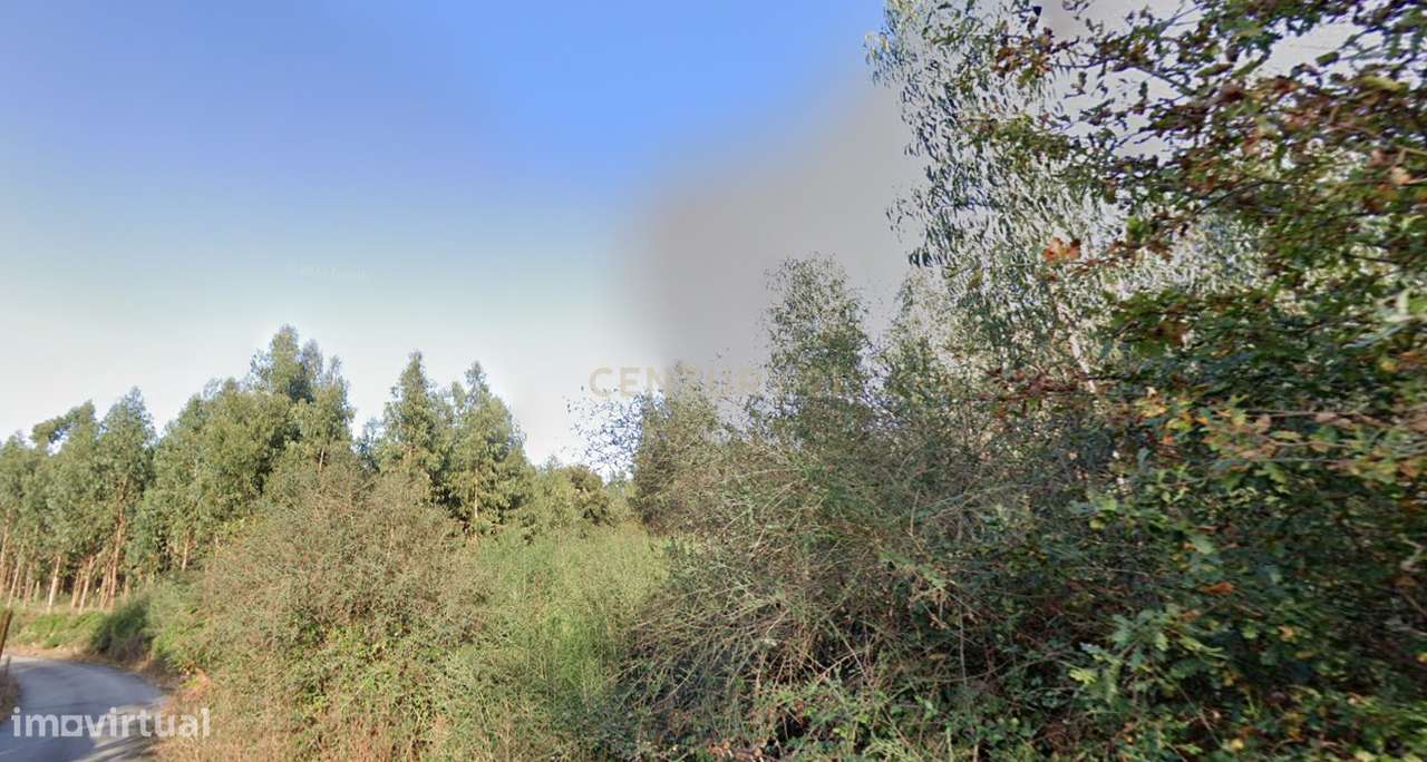 Terreno florestal com área total de 5.400m2 em Alheira - Barcelos - Grande imagem: 3/5