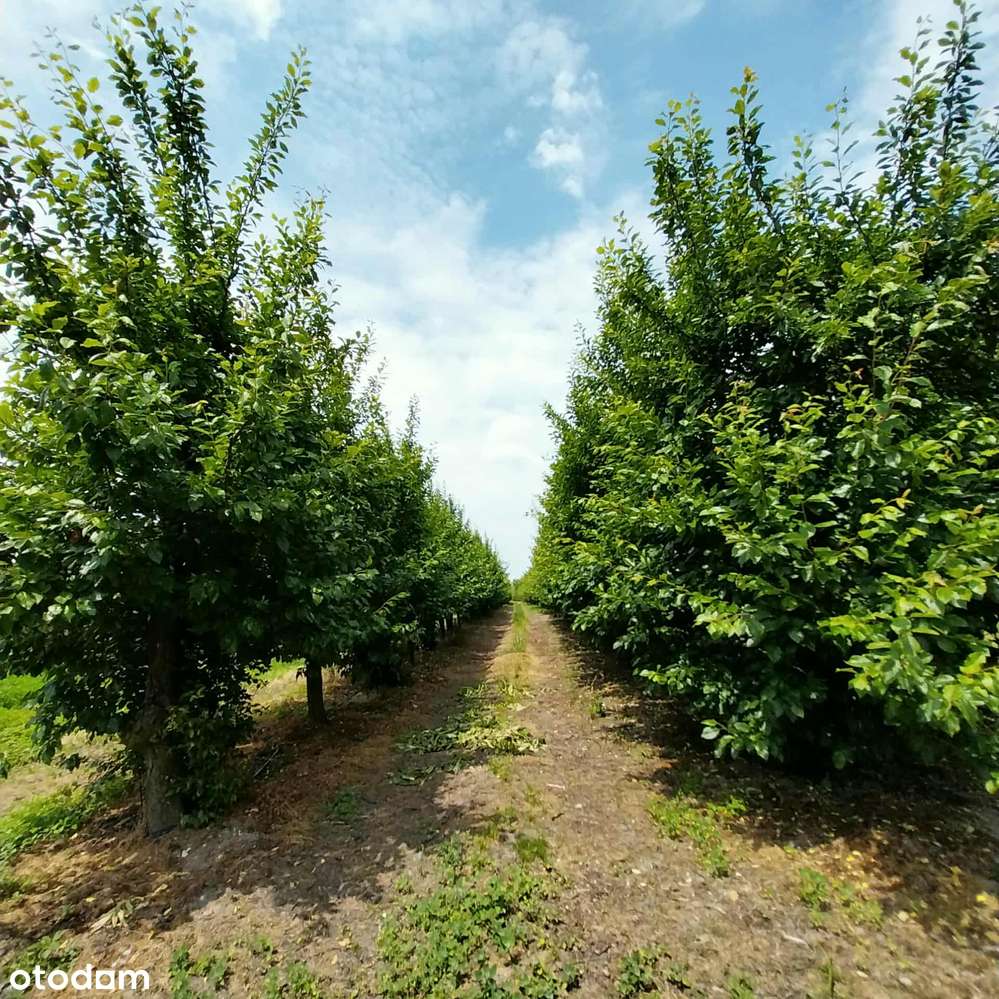 Gotowy biznes-sad-magazyny-chłodnie-biuro-dom / UKR-13