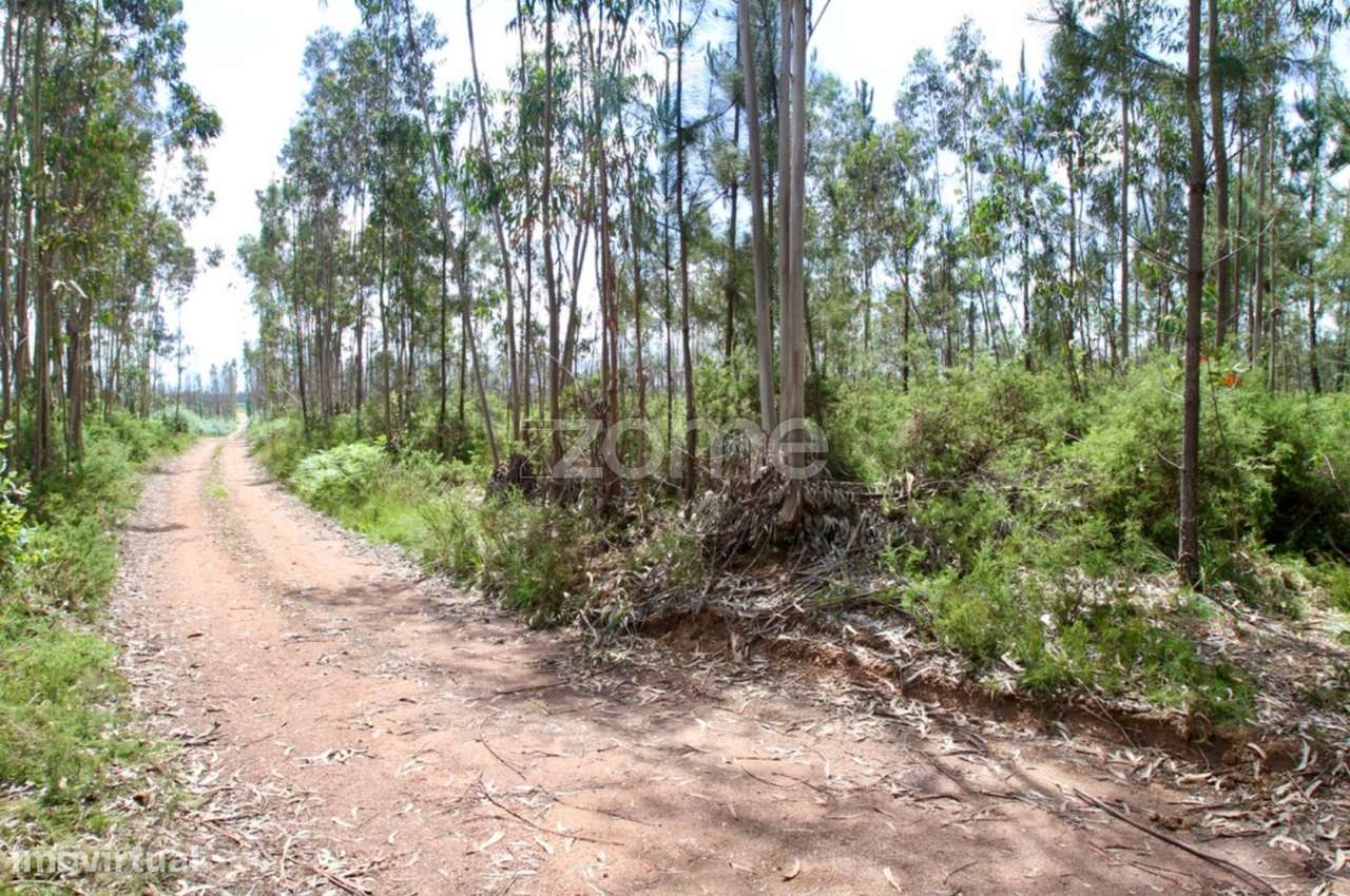 Terreno Florestal - Grande imagem: 4/17