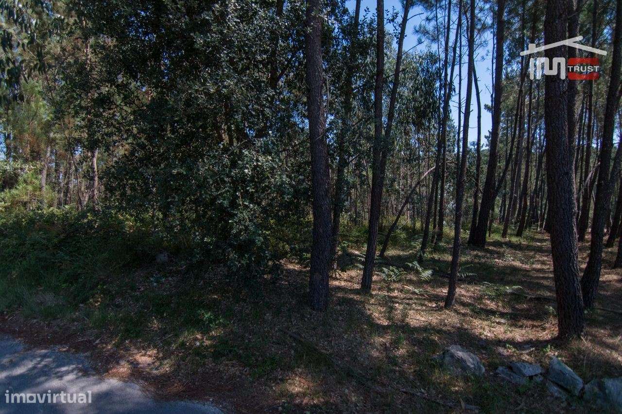 TERRENO RÚSTICO COM PINHAL, OLIVAL E TERRA DE CULTIVO - Grande imagem: 2/8