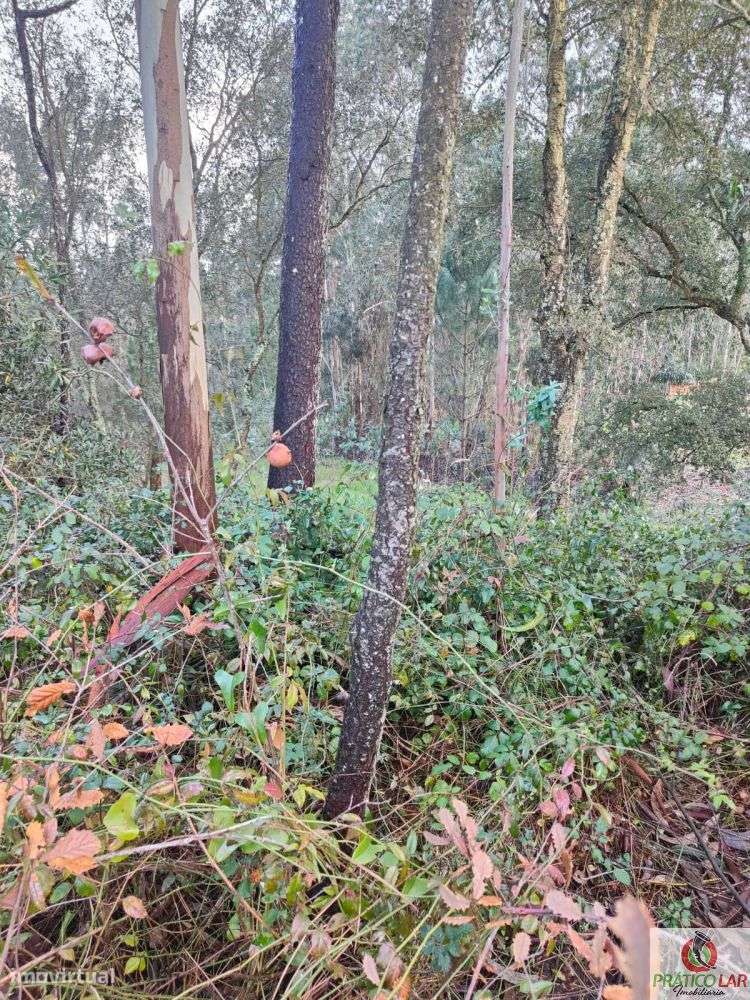 Terreno com viabilidade de construção em Malhapão - Grande imagem: 4/12