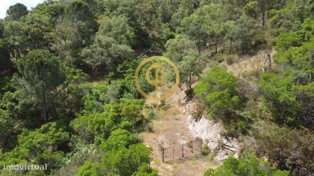 Quinta de 6 hectares perto de São Martinho das Amoreiras-6