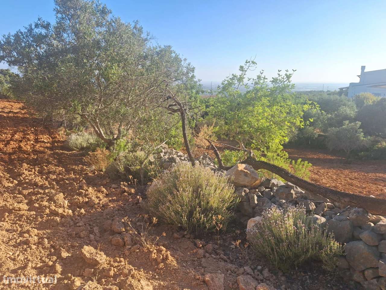 Terreno Rústico a 10km de Estoi-17