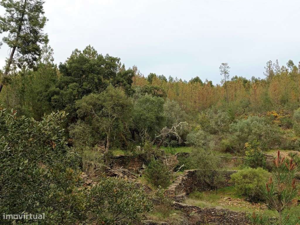 Terreno rústico com 2000 m2 a 7 km de Castelo Branco - Grande imagem: 5/11