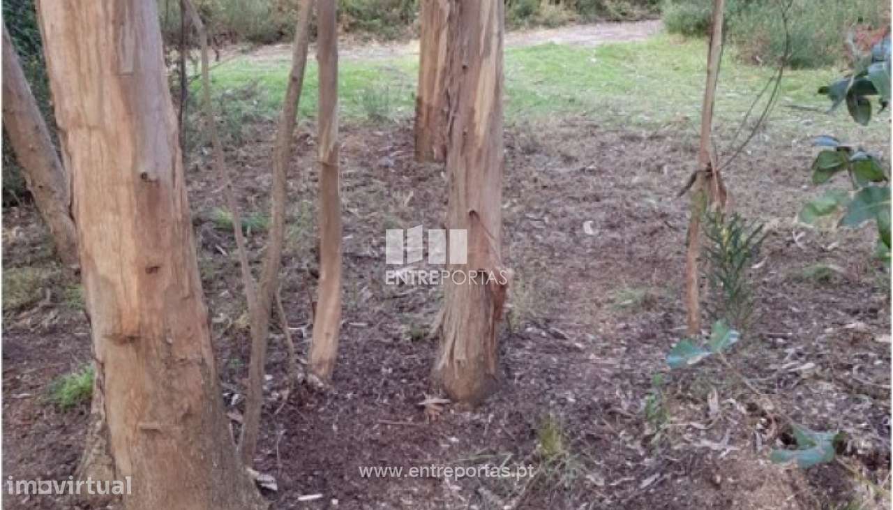 Venda de terreno florestal, Vila Franca, Viana do Castelo - Grande imagem: 4/30