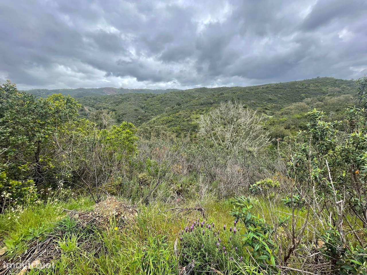 Terreno Rústico com 27885m2 - São Barnabé - Grande imagem: 2/10