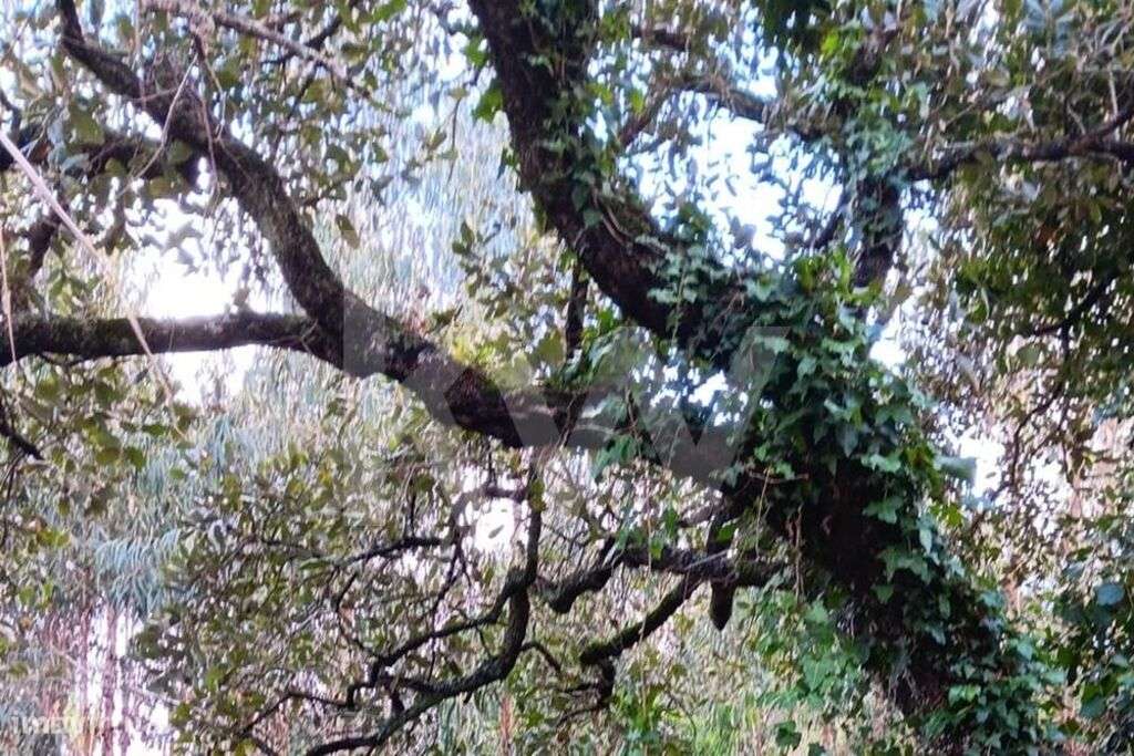 Venda de terreno rústico com 1.062m2 em Alcainça, Mafra - Grande imagem: 4/23
