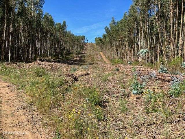 terreno com viabilidade construção e floresta - Grande imagem: 5/9
