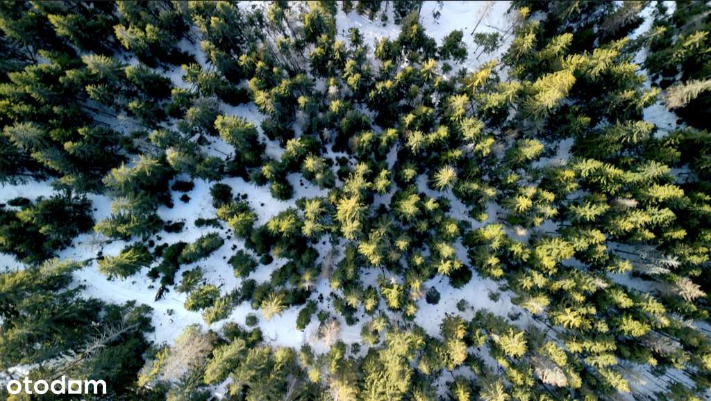 Gubałówka -Tu może być Twój kawałek lasu-3