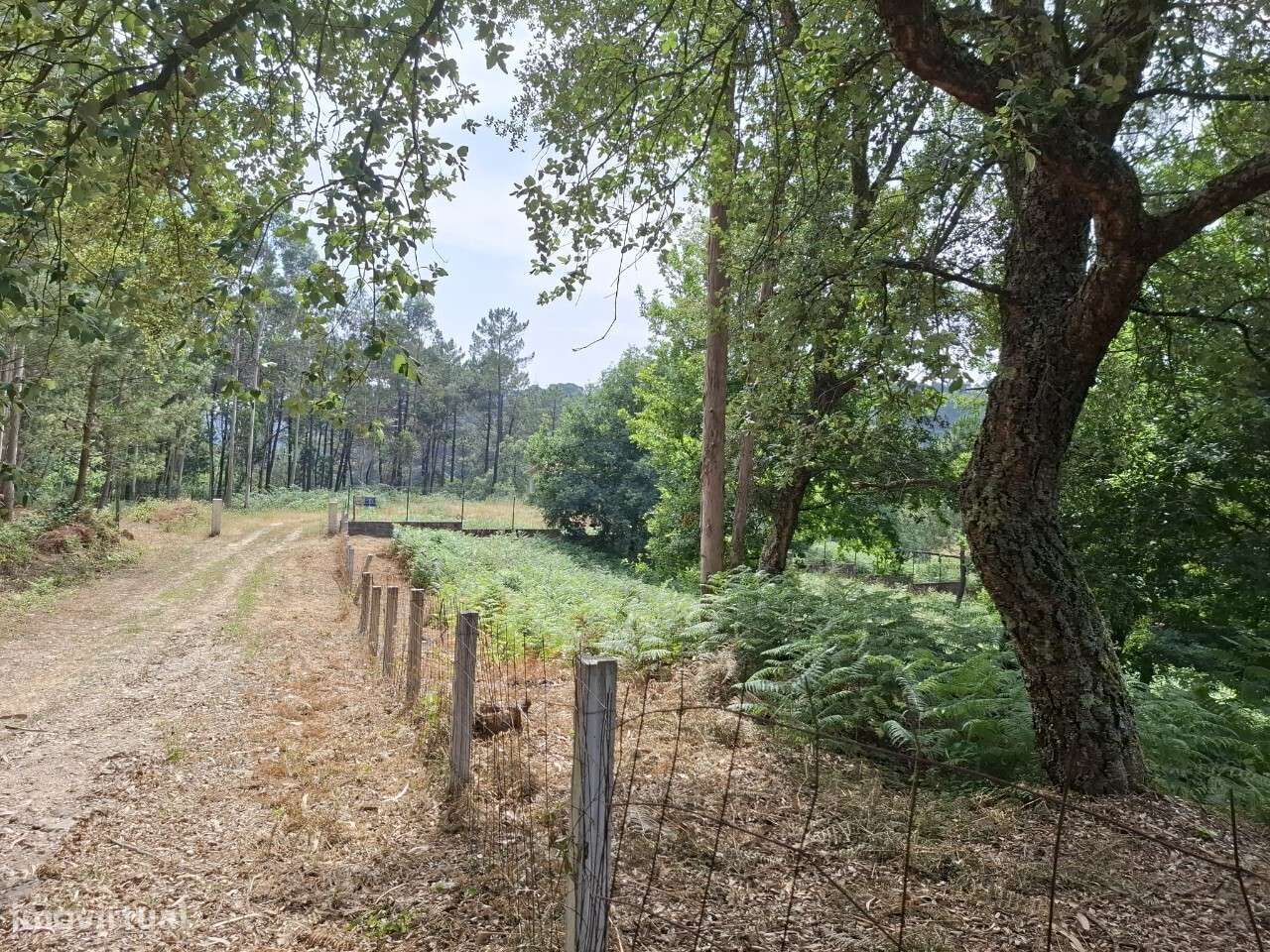 Terreno c/ projeto - Vale de Cambra-6