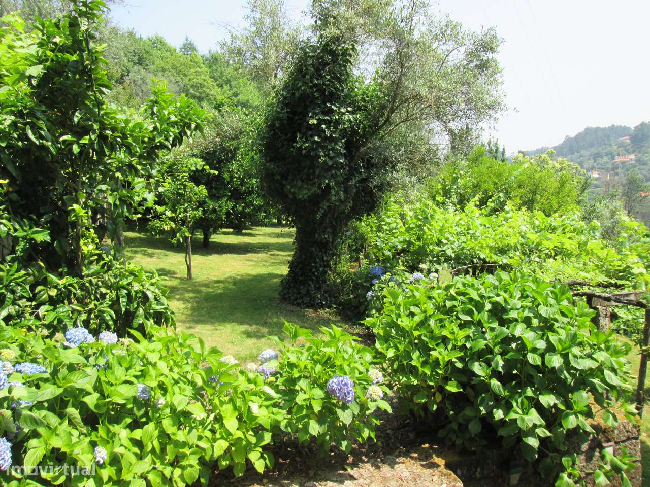 Quintinha no Minho Ponte de Lima * 10.000 m2 * a 90 Km do Porto-11