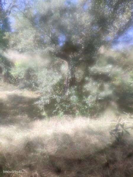 Vendo um terreno em mós Moncorvo - Grande imagem: 5/7