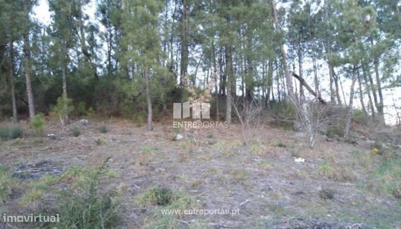 Venda Terreno, Campelo, Baião - Grande imagem: 2/8