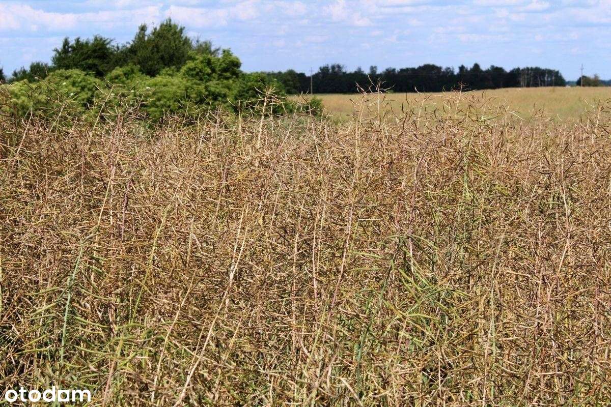 Ziemia orna z potencjałem-6