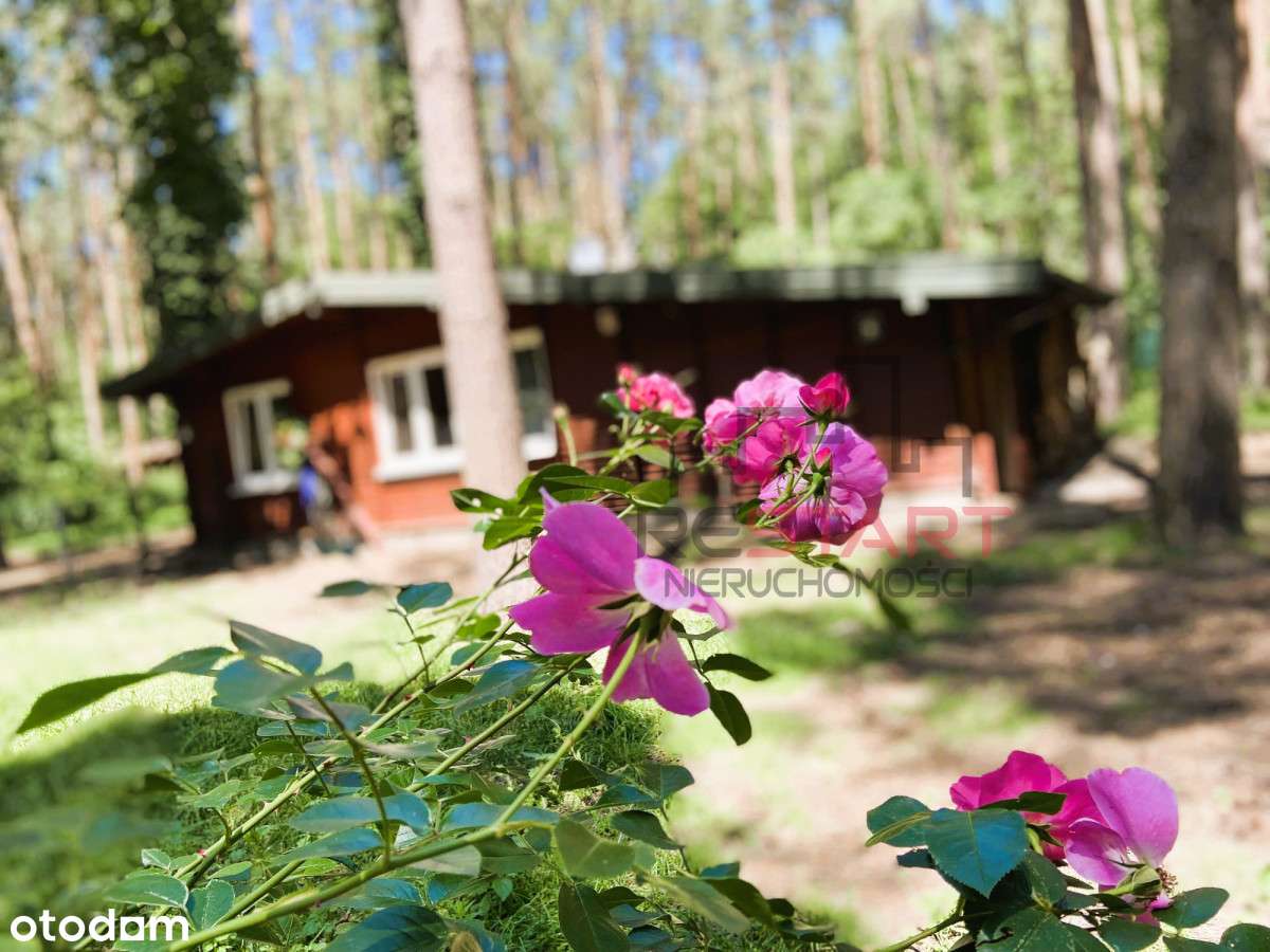 Dom wśród drzew –azyl spokoju 20 minut od Warszawy - Pełny obrazek: 4/13