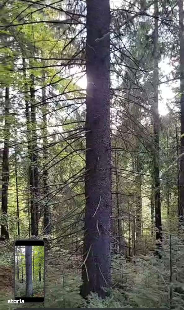 Vindem padure rasinoase 808 mc in 18500 mp, Moldovita - Suceava - Imagine principală: 4/6