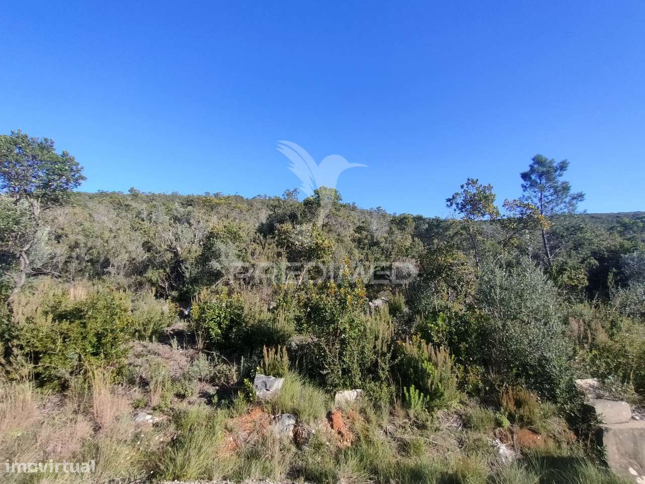 Terreno Rústico - Alcanena - Grande imagem: 5/14