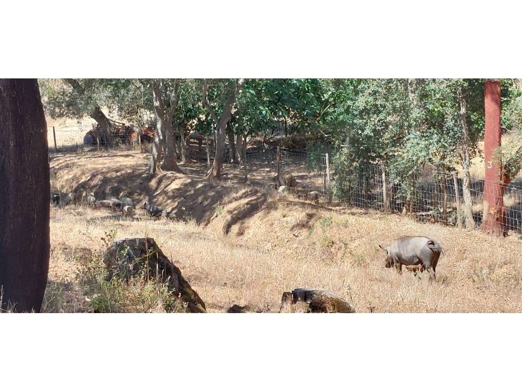 HERDADE 92 ha l Colos-55