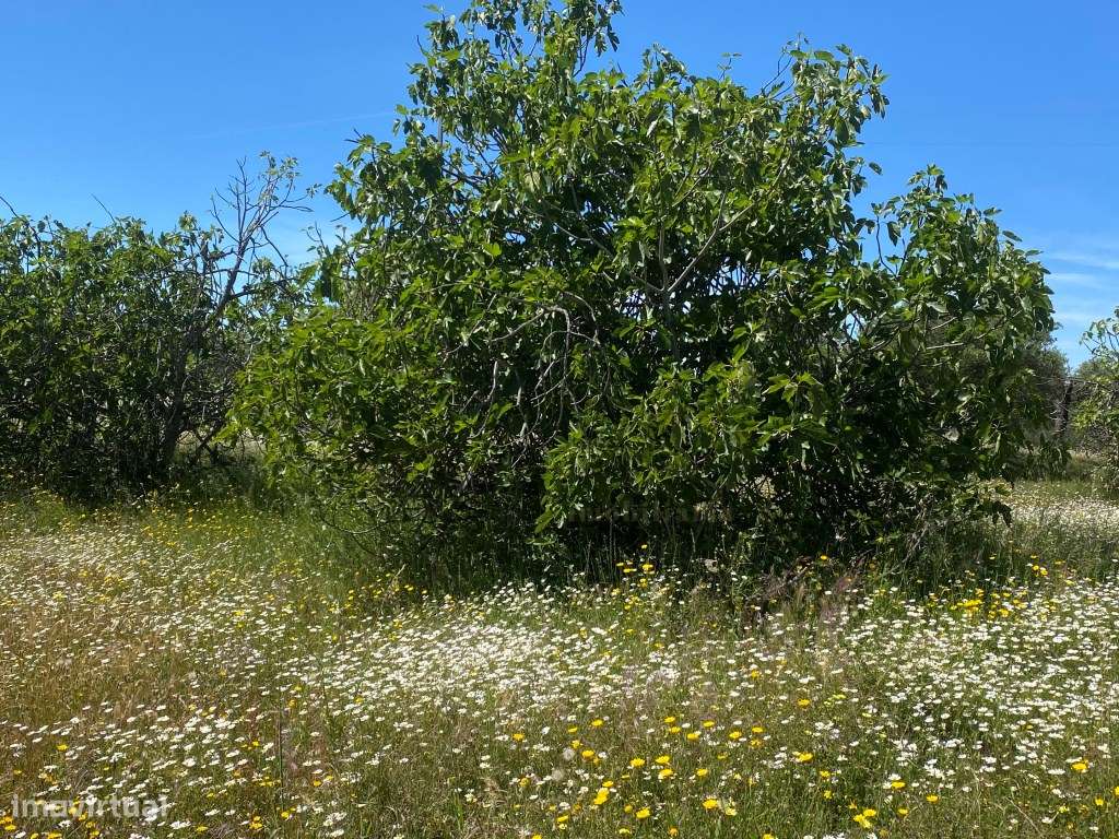 Quinta em Vila Nova de São Bento, com uma ruina para ser recuperada...-18