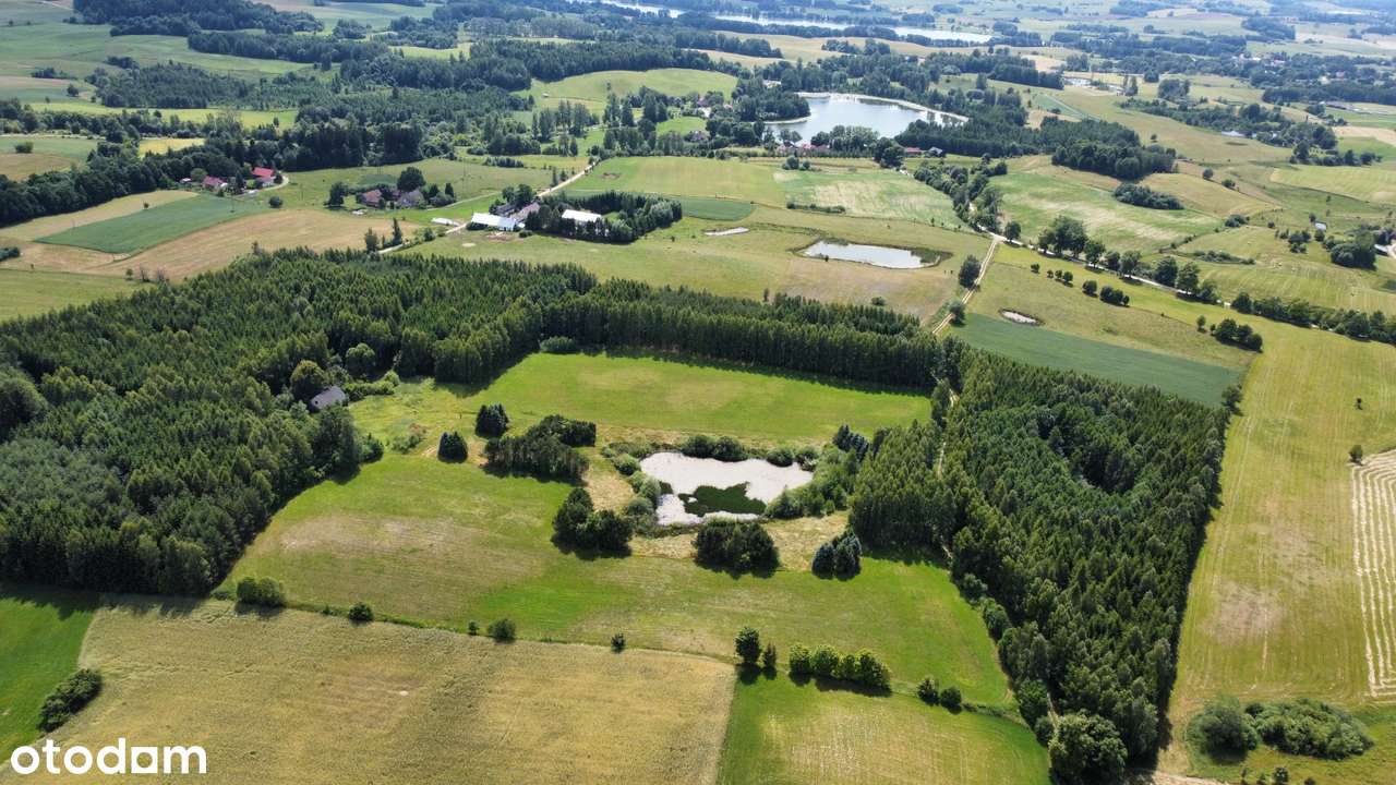 Dubeninki - unikatowe siedlisko w lesie - 11 ha - Pełny obrazek: 4/10