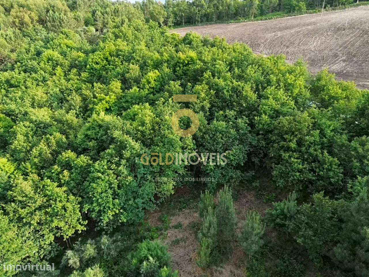 Terreno Rústico  Venda em Tarouquela,Cinfães - Grande imagem: 5/14