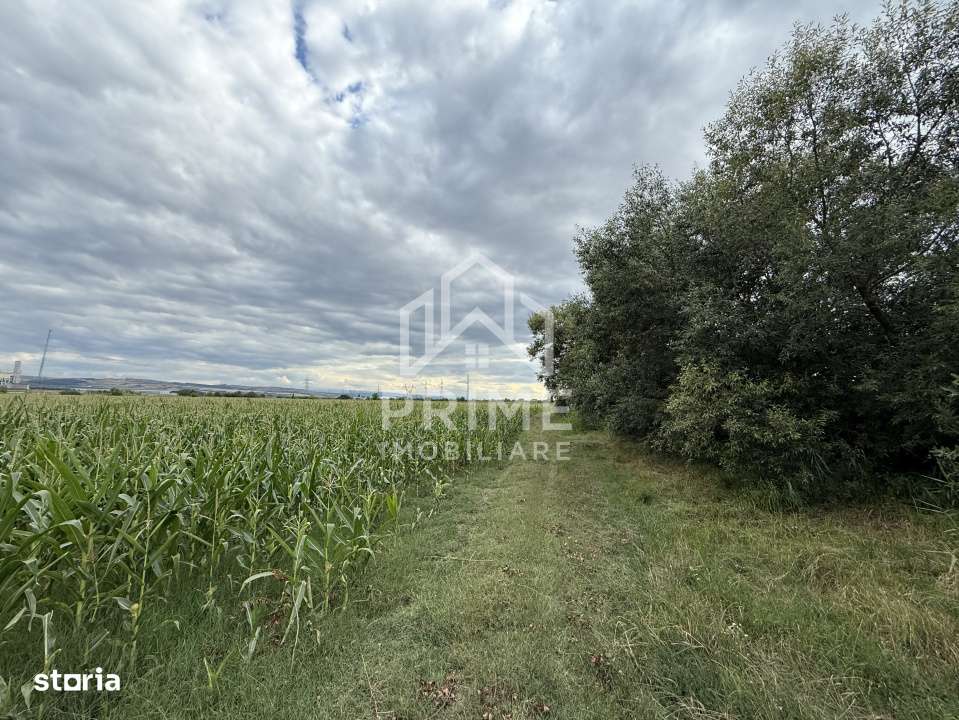 Teren agricol extravilan in zona DNCALB-A10 - Imagine principală: 1/8