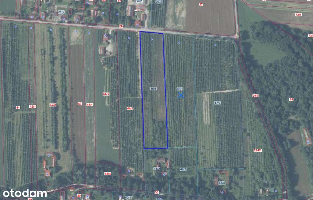 Na sprzedaż działka gruntowa 3,1236 HA - Kolonia Boiska - Pełny obrazek: 3/3