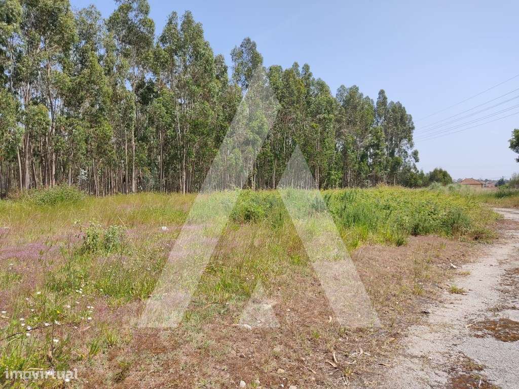 Terreno em Beduído - Estarreja - Grande imagem: 4/12