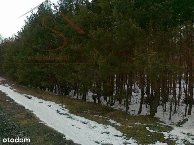 Działka leśna w Kusiętach - Pełny obrazek: 4/5