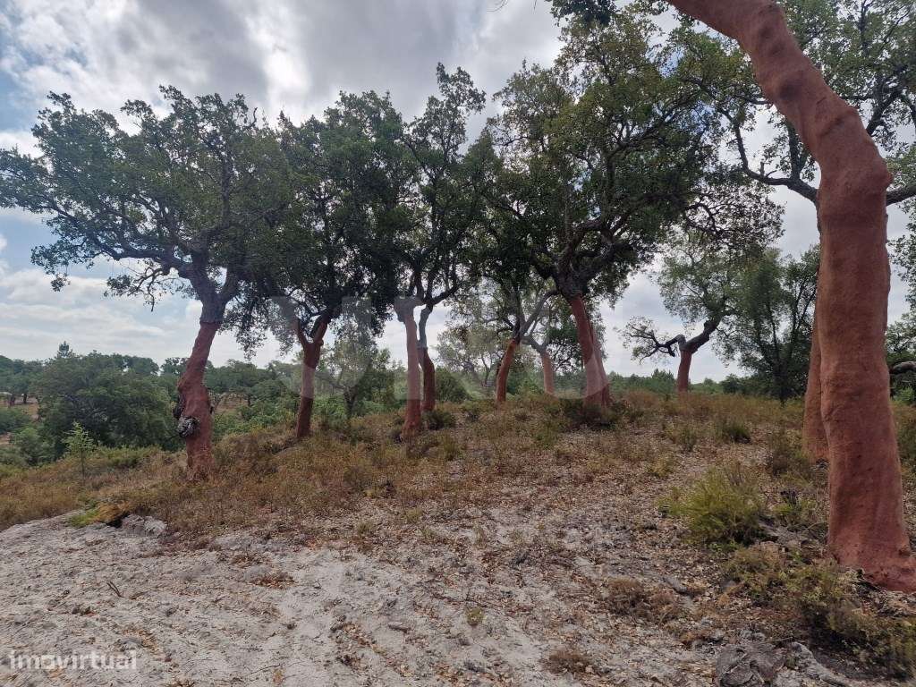 Terreno 14 HECTARES COM SOBREIROS E PINHEIROS-6