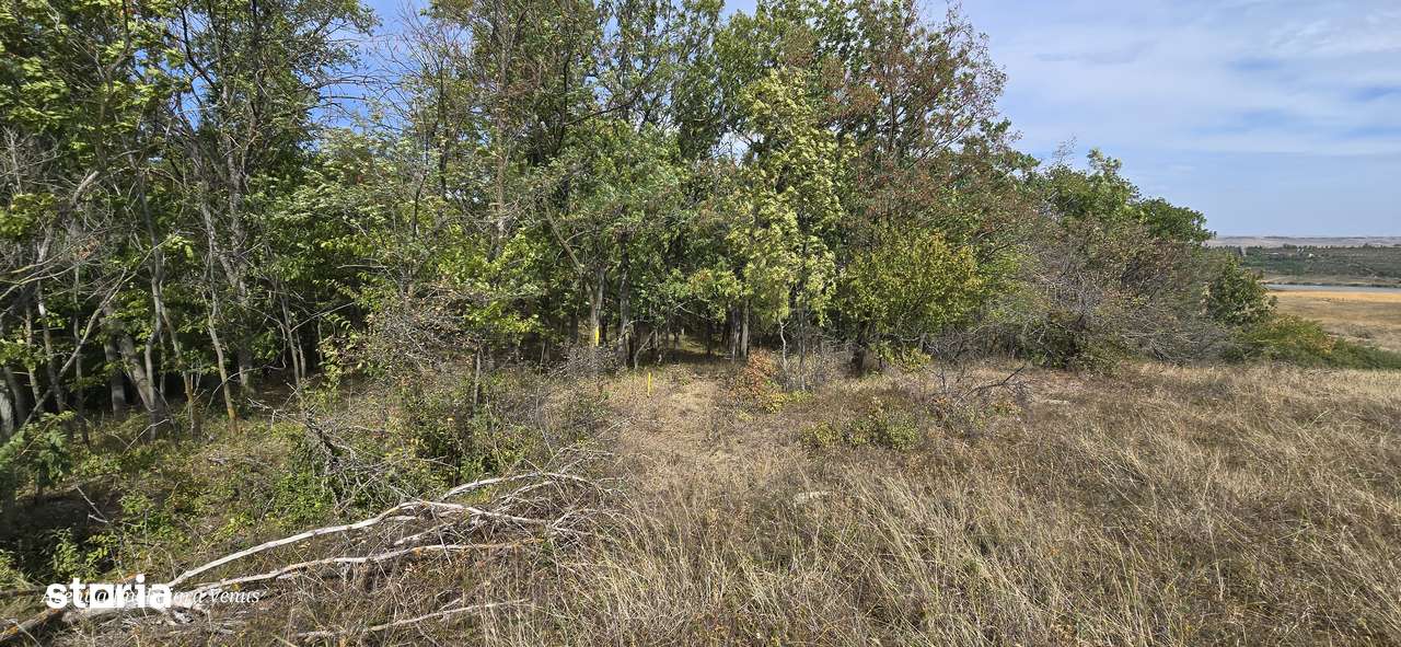 Terenuri in Cucorani sau padure - Imagine principală: 4/6