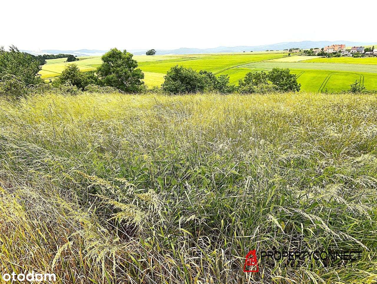 Działka rolna z WZ na skarpie 26900 m2 - Pełny obrazek: 4/7